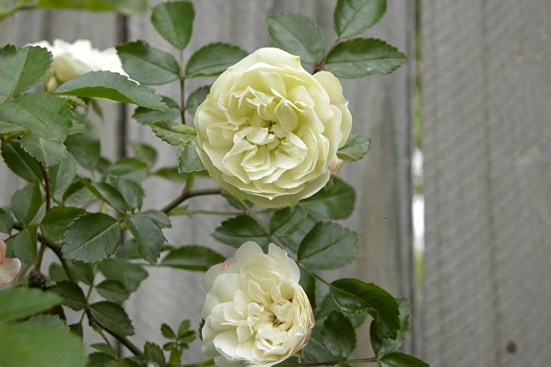 Polyanthus rose