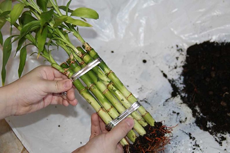 Cum să transplantăm bambus interior