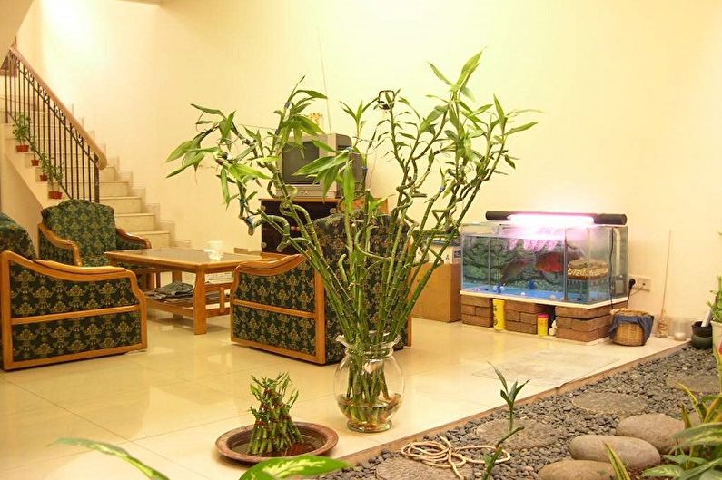 Notranji bambus - fotografija