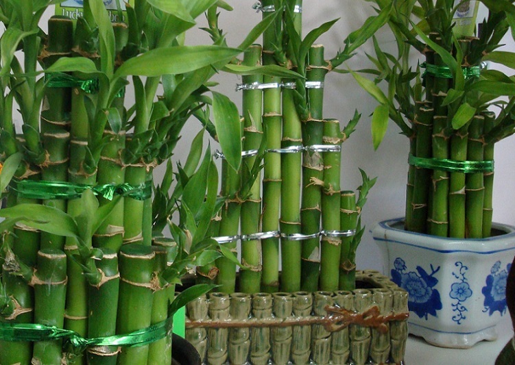 Bambú interior - foto