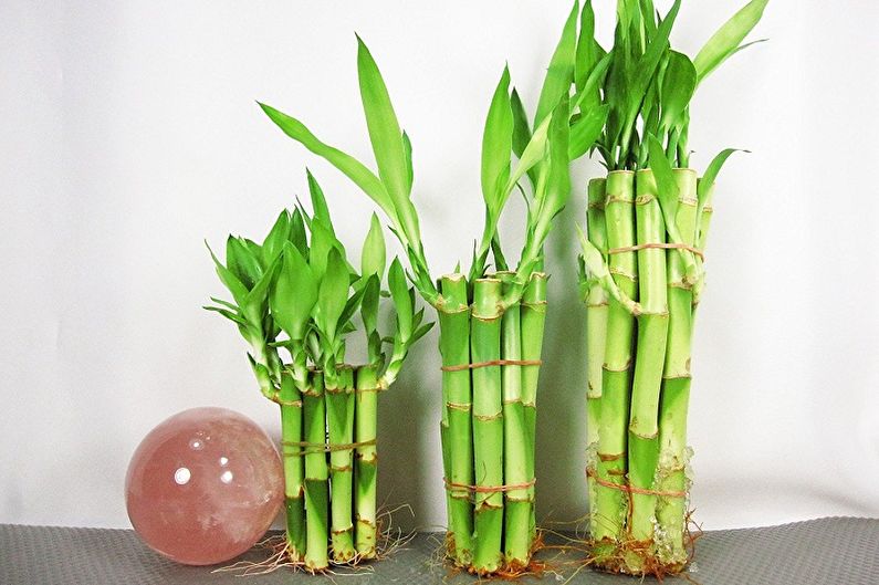 Bambus interior - fotografie