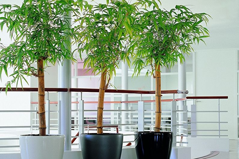 Notranji bambus - glavne vrste