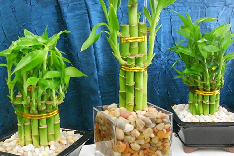 Bambus interior - fotografie