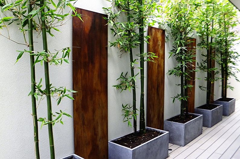 Bambú de interior - Tipos principales