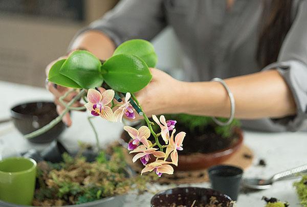 Die Orchidee wird in ein im Laden gekauftes Substrat umgepflanzt.