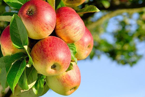 sklad vitamínů - jablko