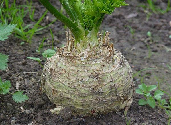 kořenový celer