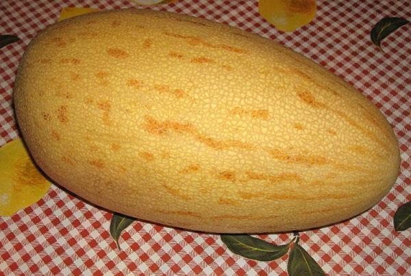 Meloun ze Sary-gulyabi