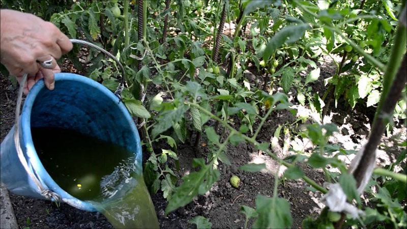 zalévání rajčat kopřivovým nálevem