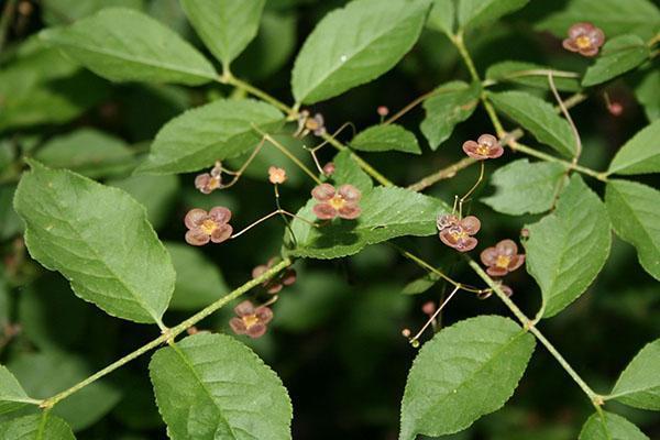 تزهر ثؤلولي euonymus