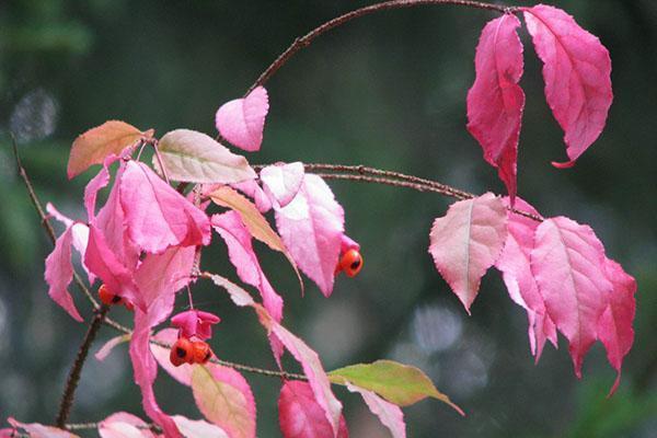 لون أوراق الثؤلولي euonymus في الخريف