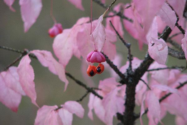 ثمار الثؤلولي euonymus