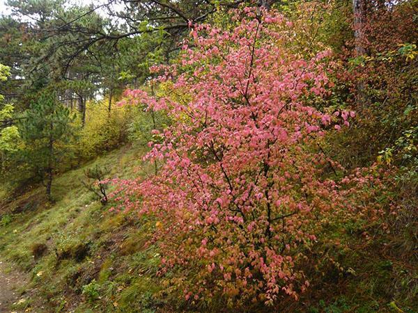 Euonymus warty في الغابة