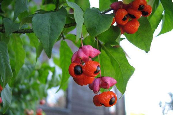 Warty euonymus