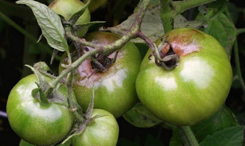 Befall von Tomaten mit Wurzelfäule