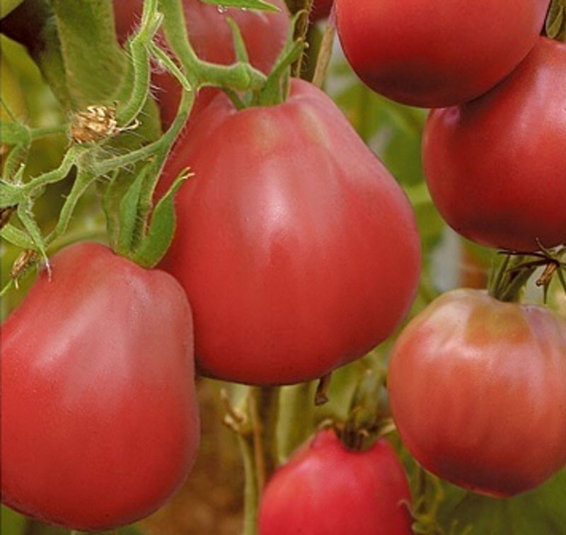 Tomaten im Gewächshaus anbauen