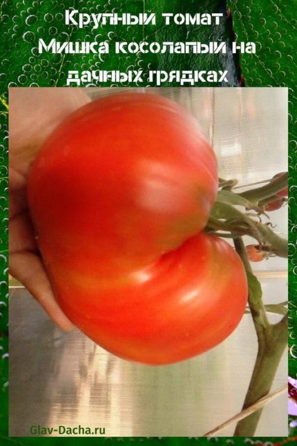 Tomatenbär Klumpfuß