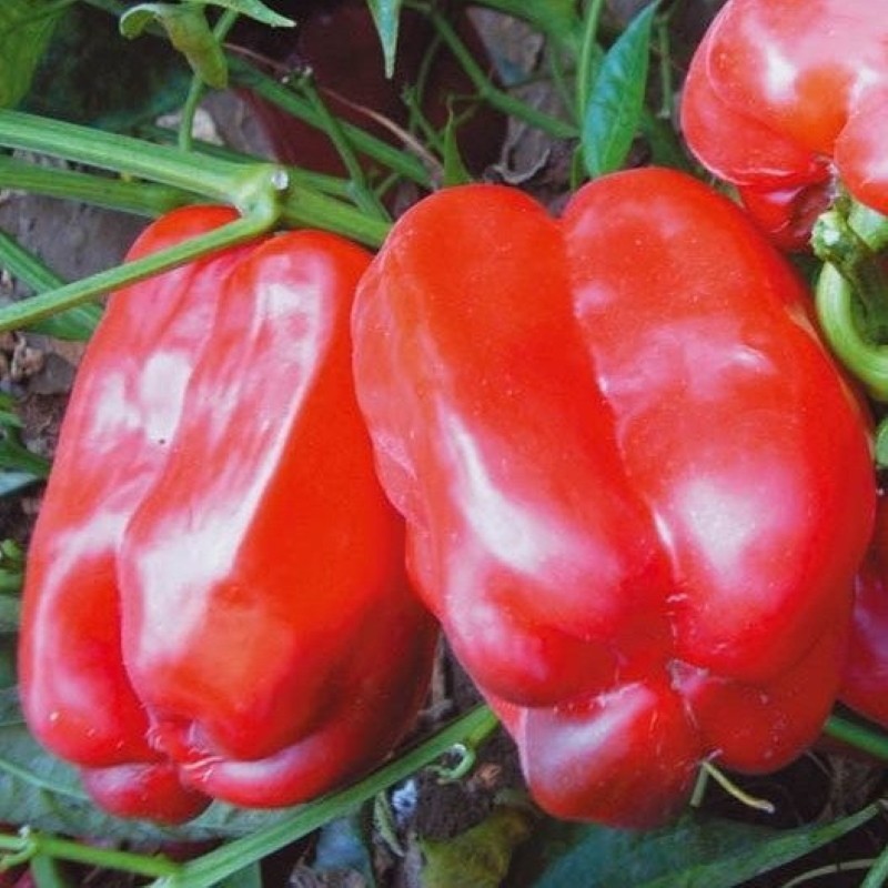 Plusy a minusy odrůdy Agapovského pepře