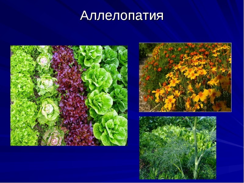 نباتات allelopaths