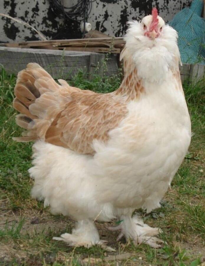 وصف سلالة الدجاج faverol