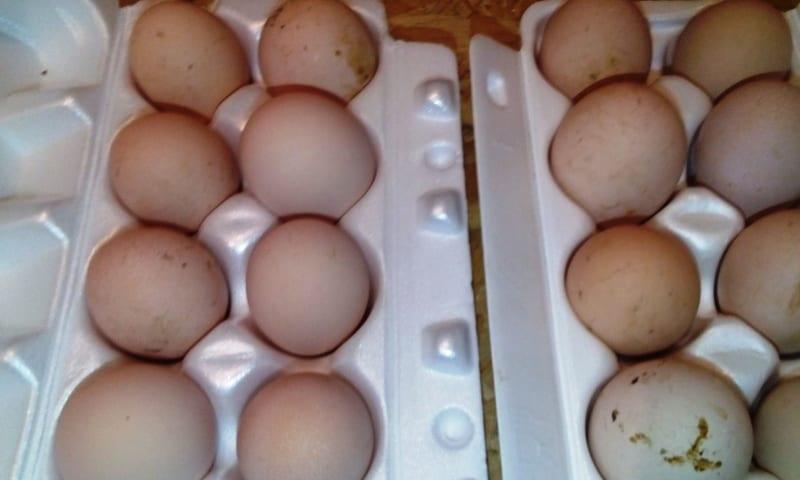 بيض دجاج فافيرول