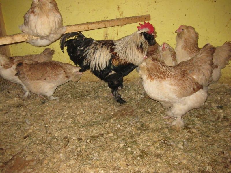 ميزات تربية الدجاج faverol