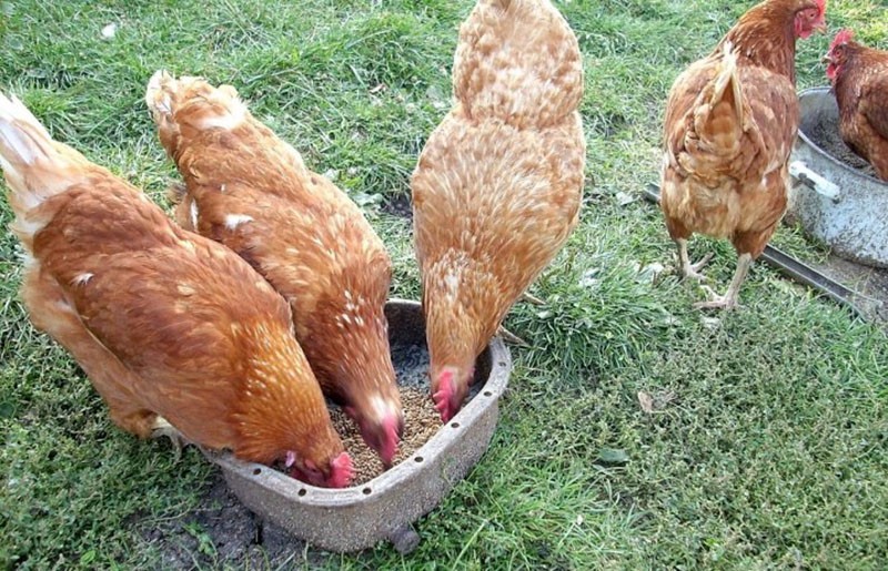 تغذية الدجاج بالحبوب
