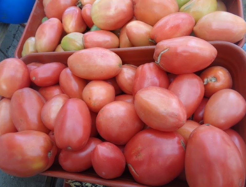 Vor- und Nachteile von Tomaten-Petersilie-Gärtner
