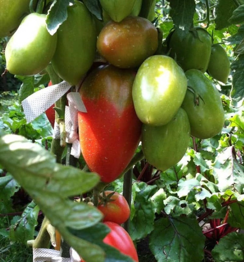 Tomaten Petersilie Gärtner