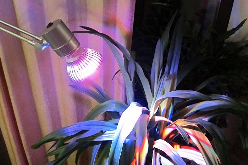 Kako izbrati pravo rastlinsko svetilko