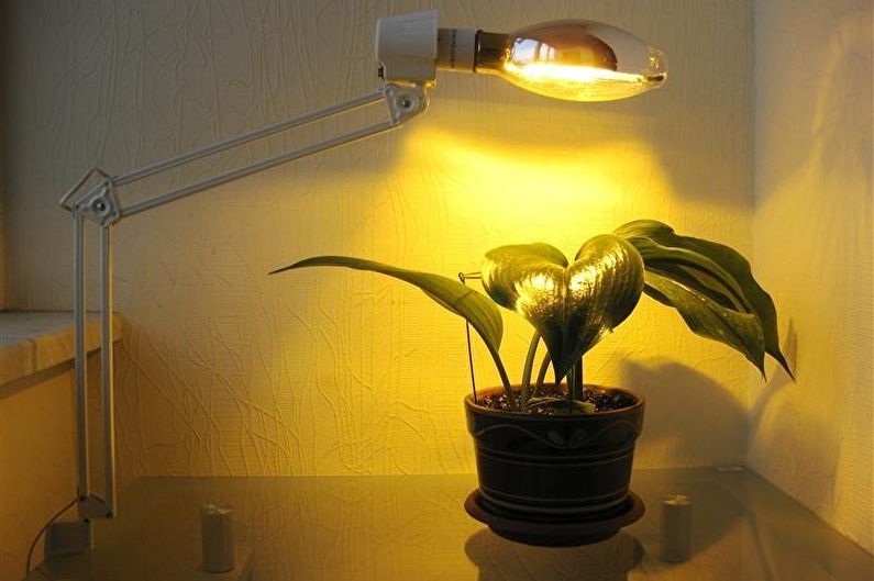 Plantlamper - Glødelamper