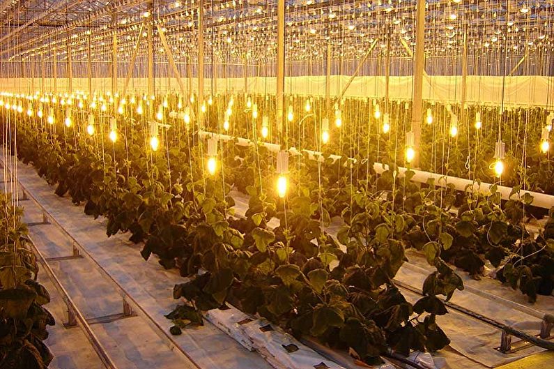 Rastlinske svetilke - žarnice z žarilno nitko