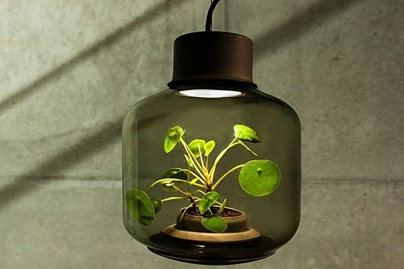Rastlinske svetilke - fotografija