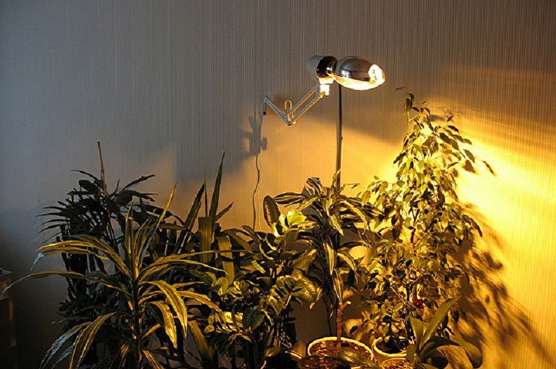 Rastlinske svetilke - fotografija