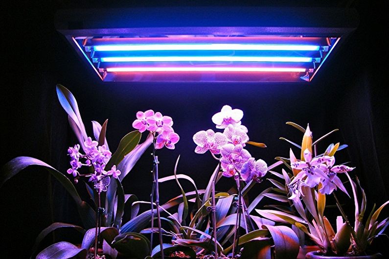Rastlinske svetilke - fluorescenčne sijalke