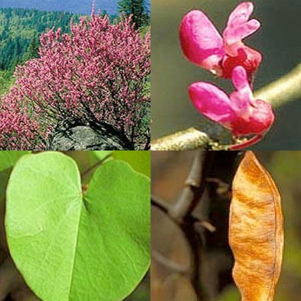 Judasbaum, Blüte, Blätter, Krone