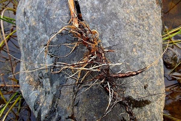 loosestrife root