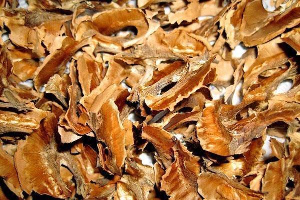 léčivé vlastnosti příček z vlašských ořechů