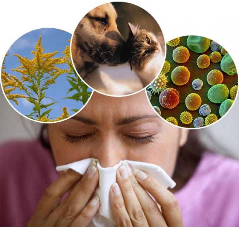 Ulmenrinde für Allergiker