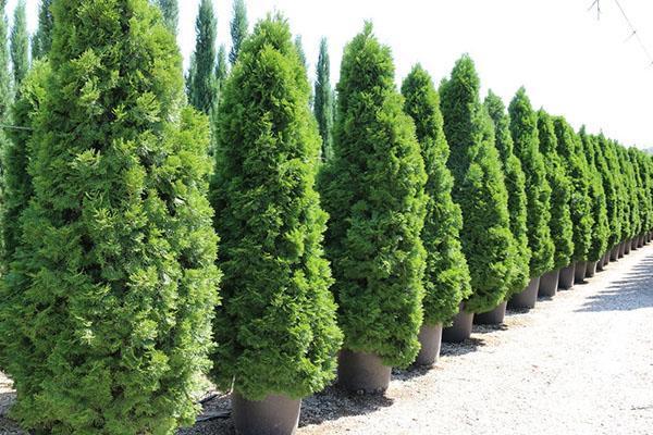 thuja smaragd