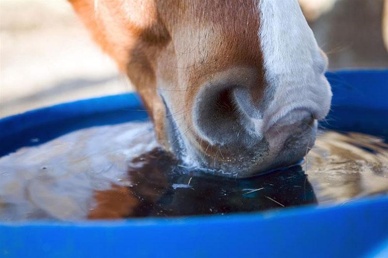 sauberes Wasser für ein Pferd