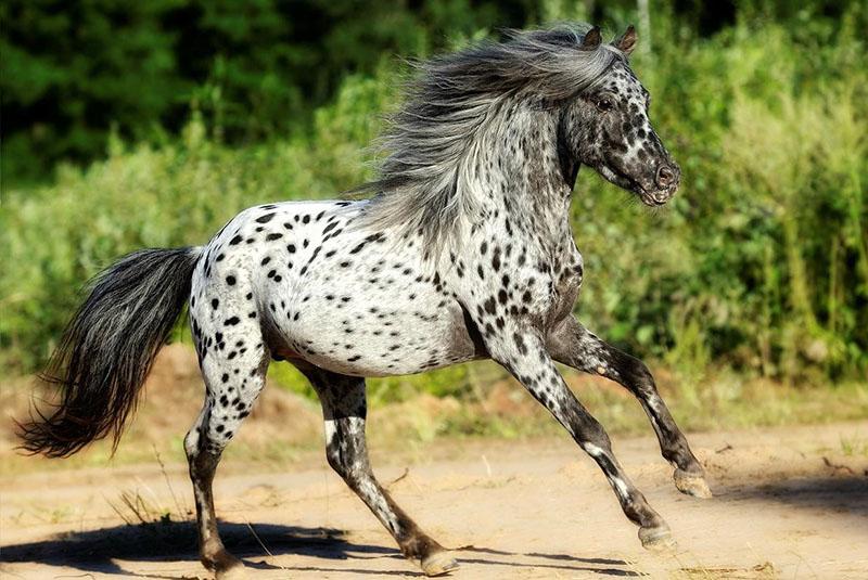 ungewöhnliches Pferd der Appaloosa-Rasse