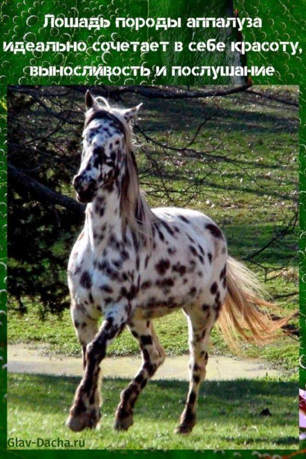Kůň Appaloosa