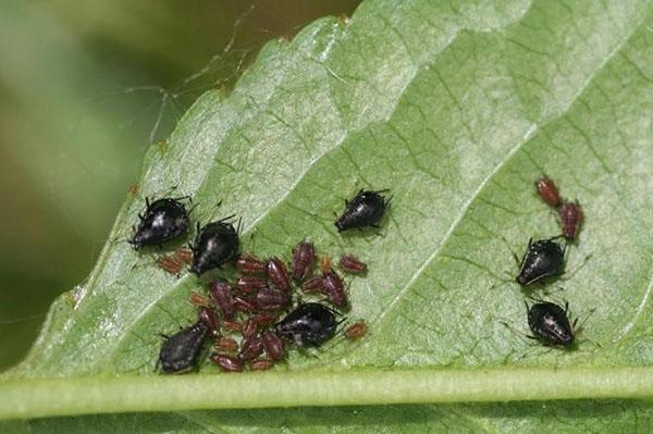 Indem Sie die Bewegung von Ameisen einschränken, können Sie die Anzahl der Blattläuse erheblich reduzieren.