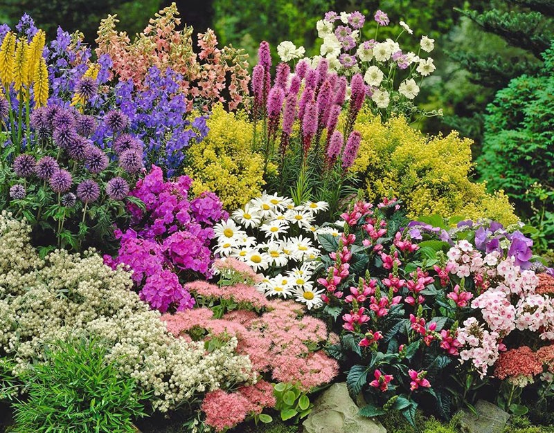 mehrjährige Blumen für den Ural
