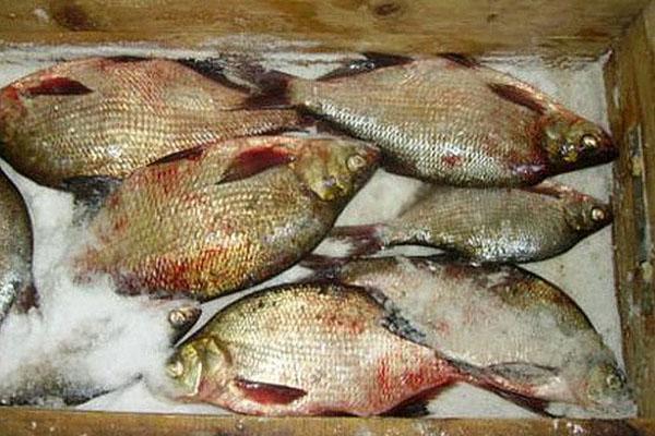 Fisch mit Salz bestreuen und Druck ausüben