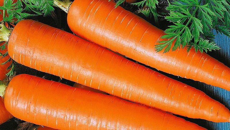 Die besten Karottensorten für die Region Moskau mit späterer Reifung