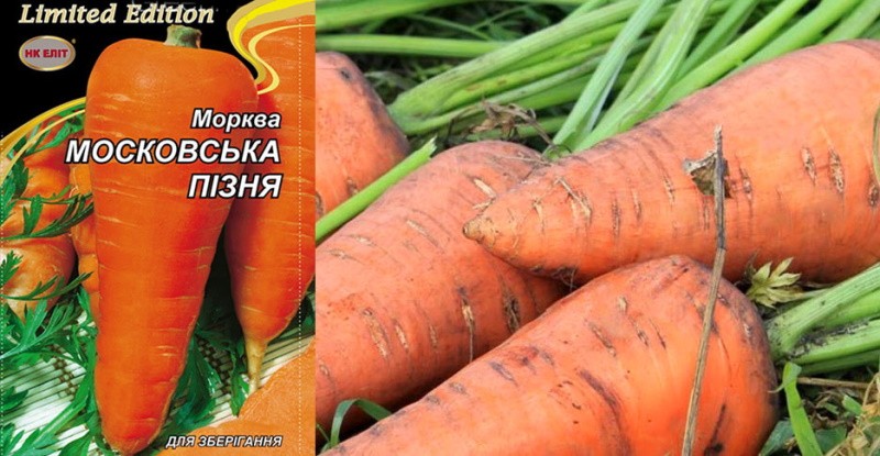 Karottensorte Moskau spät