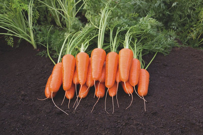 Karottensorten für Freiland