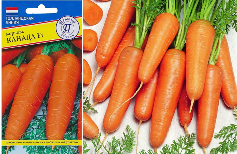 Karottensorte Kanada
